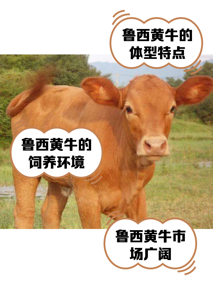 平阳最新医保取现黄牛方法分析(最方便真实的平阳医保取现黄牛怎么取方法)